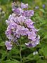 Phlox Vanadis